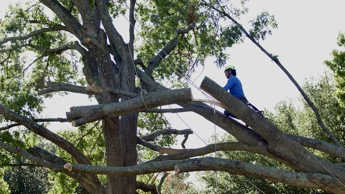 Professional Crown Thinning performed by certified arborists in Barnes