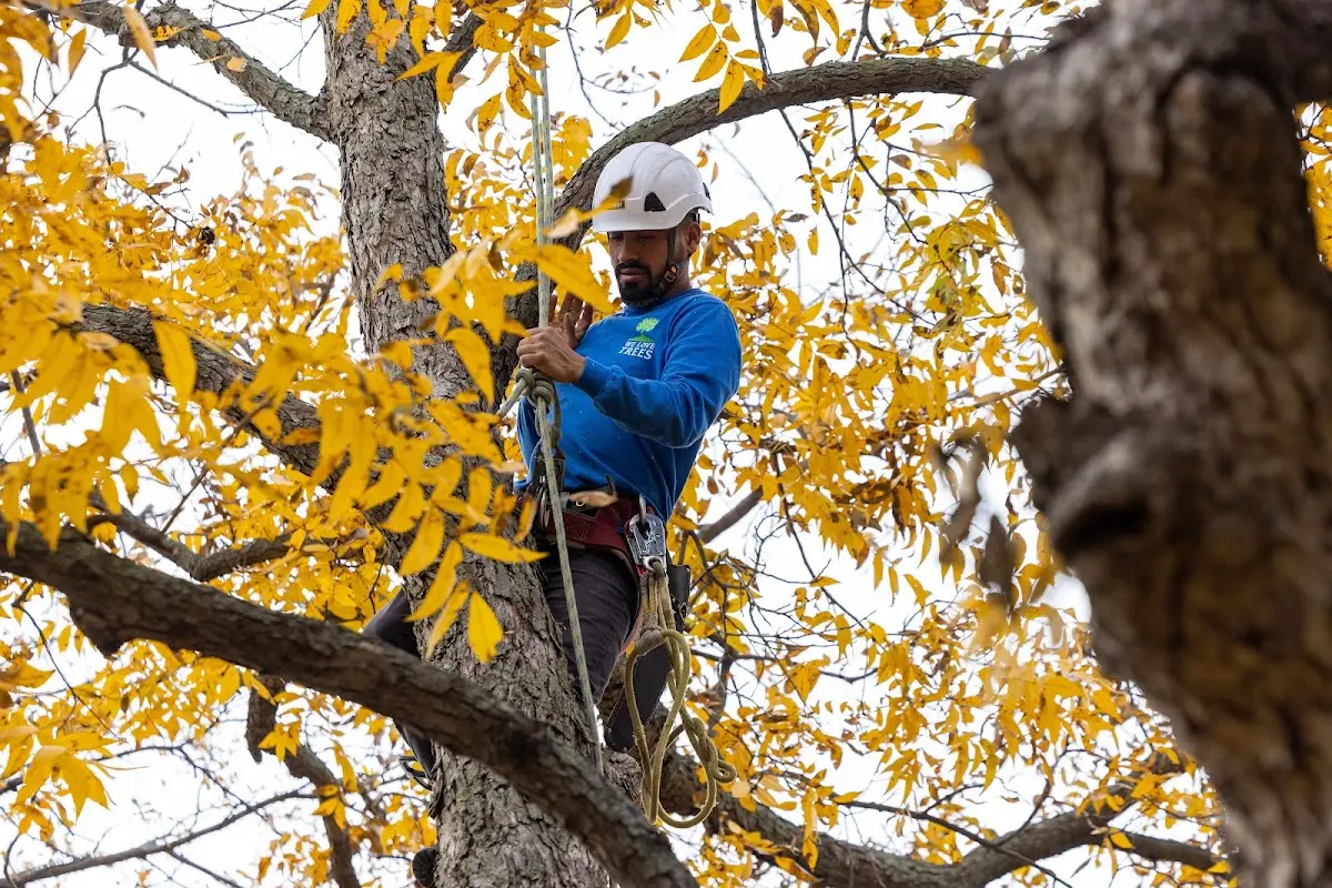 Skilled Storm Damage Cleanup crew working in Barnes